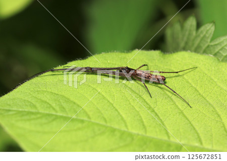 A sunny spring day. A black-brown, slim long-legged spider on a young leaf (macrophotography in natural environment) 125672851