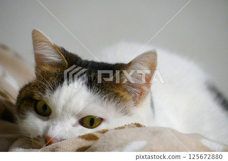 貓埋在毯子裡 125672880