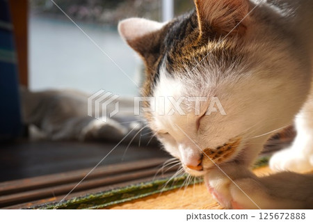 Cat taking care of its nails 125672888