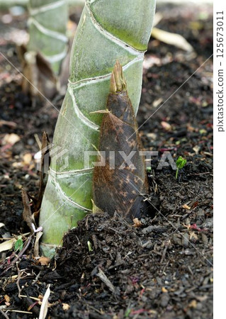 龜背竹和竹筍 龜背竹和竹筍 125673011