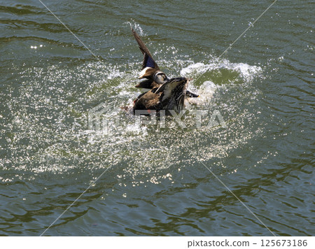 Ducks fighting on the water Ducks fighting on the water 125673186
