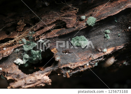 A blue-green, fluffy-looking Trichoderma fungus from the Trichoderma family (photographed in a natural environment using a strobe macro) A blue-green, fluffy-looking Trichoderma fungus from the Trichoderma family (photographed in a natural environment using a strobe macro) 125673188
