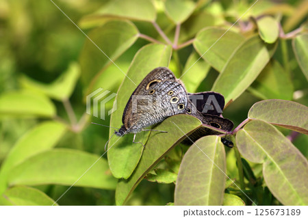 April: A pair of pygmy butterflies mating on grass leaves (macrophotography in natural environment) April: A pair of pygmy butterflies mating on grass leaves (macrophotography in natural environment) 125673189