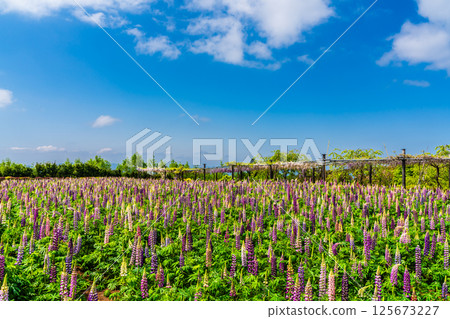 Lupines from Miyazakien [Omura City, Nagasaki Prefecture] 125673227