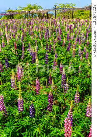 Lupines from Miyazakien [Omura City, Nagasaki Prefecture] 125673228