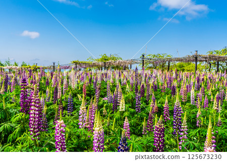 宮崎園的羽扇豆[長崎縣大村市] 125673230