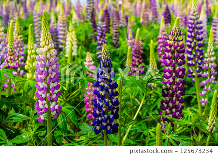 Lupines from Miyazakien [Omura City, Nagasaki Prefecture] 125673234