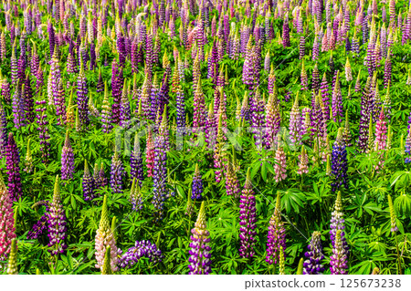 Lupines from Miyazakien [Omura City, Nagasaki Prefecture] 125673238