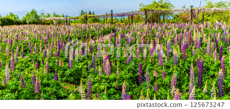 宮崎園羽扇豆全景[長崎縣大村市] 125673247