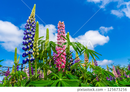 Lupines from Miyazakien [Omura City, Nagasaki Prefecture] 125673256