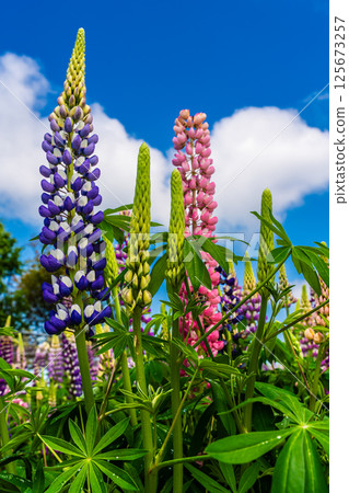 Lupines from Miyazakien [Omura City, Nagasaki Prefecture] 125673257