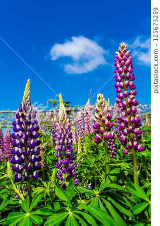 Lupines from Miyazakien [Omura City, Nagasaki Prefecture] 125673259