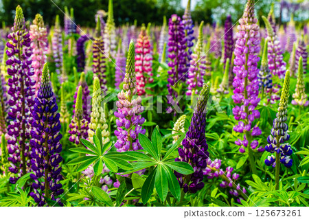 Lupines from Miyazakien [Omura City, Nagasaki Prefecture] 125673261