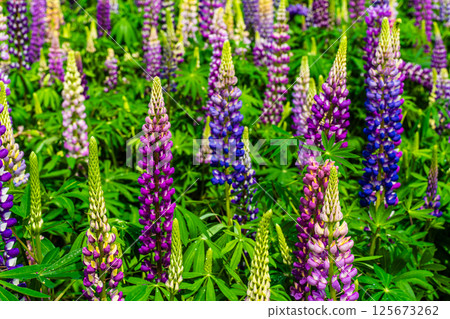 Lupines from Miyazakien [Omura City, Nagasaki Prefecture] 125673262
