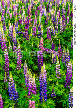 Lupines from Miyazakien [Omura City, Nagasaki Prefecture] 125673265