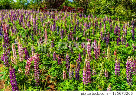 Lupines from Miyazakien [Omura City, Nagasaki Prefecture] 125673266