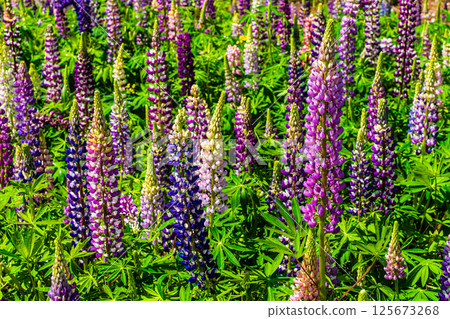 宮崎園的羽扇豆[長崎縣大村市] 125673268