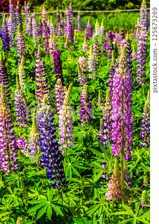 Lupines from Miyazakien [Omura City, Nagasaki Prefecture] 125673269