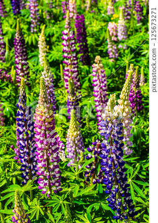 Lupines from Miyazakien [Omura City, Nagasaki Prefecture] 125673271