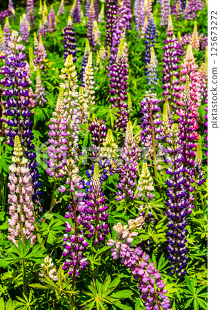 Lupines from Miyazakien [Omura City, Nagasaki Prefecture] 125673272