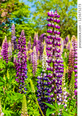 Lupines from Miyazakien [Omura City, Nagasaki Prefecture] 125673273