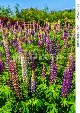 Lupines from Miyazakien [Omura City, Nagasaki Prefecture] 125673277