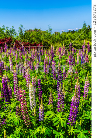 Lupines from Miyazakien [Omura City, Nagasaki Prefecture] 125673278