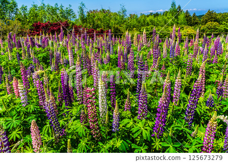 Lupines from Miyazakien [Omura City, Nagasaki Prefecture] 125673279