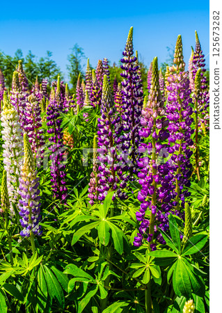 Lupines from Miyazakien [Omura City, Nagasaki Prefecture] 125673282