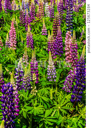 Lupines from Miyazakien [Omura City, Nagasaki Prefecture] 125673284