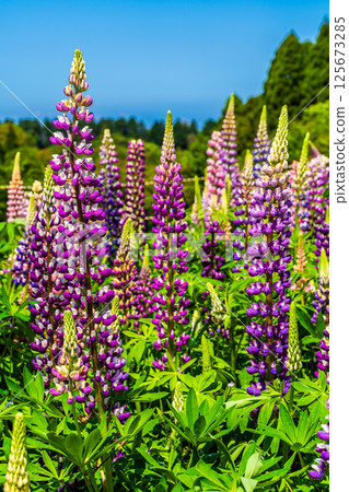 Lupines from Miyazakien [Omura City, Nagasaki Prefecture] 125673285