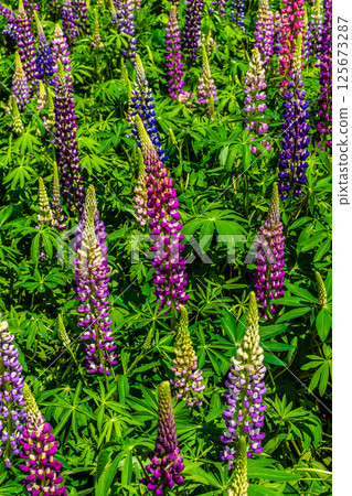Lupines from Miyazakien [Omura City, Nagasaki Prefecture] 125673287
