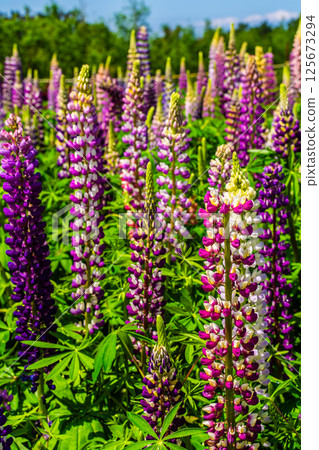Lupines from Miyazakien [Omura City, Nagasaki Prefecture] 125673294