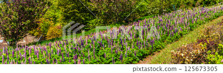 Panorama of lupines at Miyazakien [Omura City, Nagasaki Prefecture] 125673305