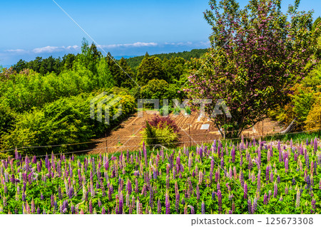 Lupines from Miyazakien [Omura City, Nagasaki Prefecture] 125673308