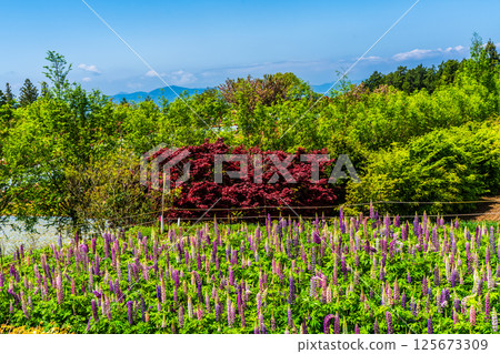 Lupines from Miyazakien [Omura City, Nagasaki Prefecture] 125673309