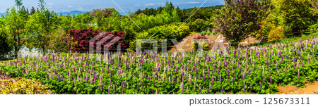 Panorama of lupines at Miyazakien [Omura City, Nagasaki Prefecture] 125673311