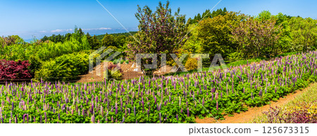 Panorama of lupines at Miyazakien [Omura City, Nagasaki Prefecture] 125673315