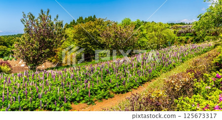 宮崎園羽扇豆全景[長崎縣大村市] 125673317