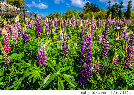 Lupines from Miyazakien [Omura City, Nagasaki Prefecture] 125673343
