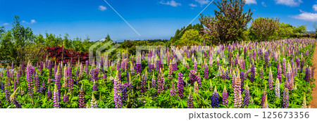宮崎園羽扇豆全景[長崎縣大村市] 125673356