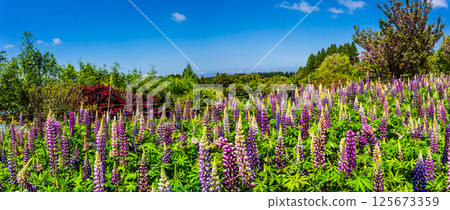 宮崎園羽扇豆全景[長崎縣大村市] 125673359