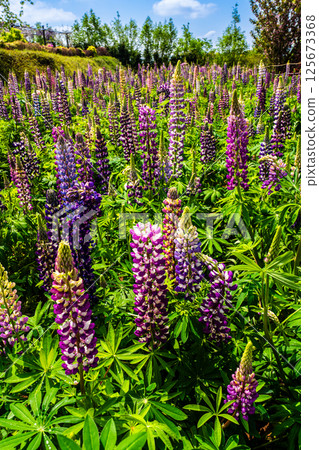 宮崎園的羽扇豆[長崎縣大村市] 125673368