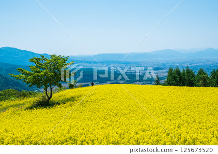 Nanohakura Takahara Nanohana Farm Field 125673520