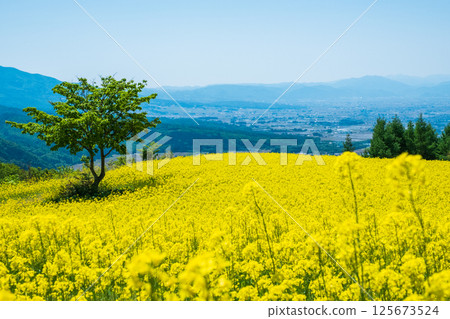 Nanohakura Takahara Nanohana Farm Field Nanohakura Takahara Nanohana Farm Field 125673524