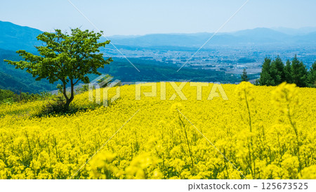 Nanohakura Takahara Nanohana Farm Field 125673525