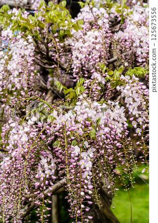 Wisteria at Miyazakien [Omura City, Nagasaki Prefecture] 125673556