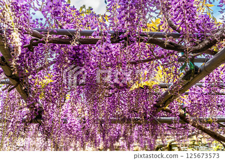 宮崎園的紫藤[長崎縣大村市] 125673573