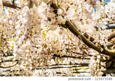Wisteria at Miyazakien [Omura City, Nagasaki Prefecture] 125673586