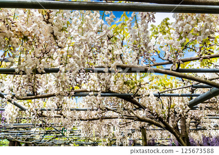 宮崎園的紫藤[長崎縣大村市] 125673588